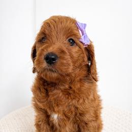 Marlee - Red  female Goldendoodle puppy in Amery, Wisconsin from Cornerstone Retrievers