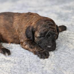 Black collar - Brindle female Poodle puppy in Edmond, Oklahoma from The Redbud Roost