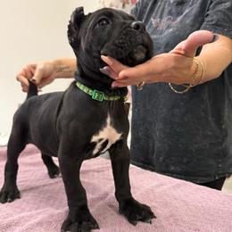 Phoenix - Black male Cane Corso puppy in Lubbock, Texas from Hub City Kennel