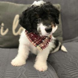 Sinatra - Tri-color male Double Doodle puppy in Prescott Valley, Arizona from Ramirez Family Doodles