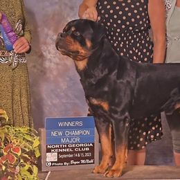 Cassanova - Rottweiler