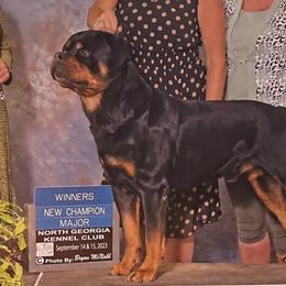 Cassanova - Rottweiler