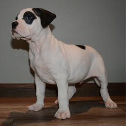 Will - male Alapaha Blue Blood Bulldog puppy in Walbridge, Ohio from United Alapaha Bulldogs