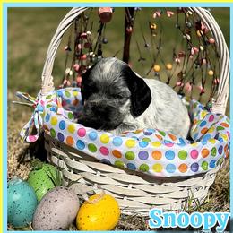 Snoopy - Black and white male Cocker Spaniel puppy in Clinton, Oklahoma from Enchanted Spaniels