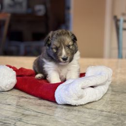 Emma - Shetland Sheepdog puppy from Kochar Shelties