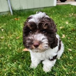 Cadbury - Chocolate male Cavapoo puppy in Nampa, Idaho from Heart Mountain Cavaliers & Floating Feathers Kennel