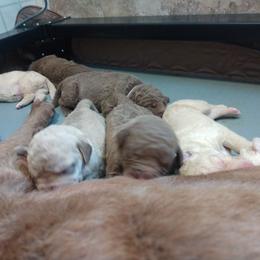 Chesapeake Bay Retriever Puppies from GemiLamb Gun Dogs