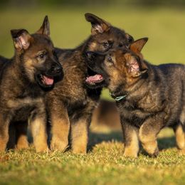 German Shepherd Puppies from Sommerfeld German Shepherds