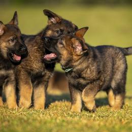 German Shepherd Puppies from Sommerfeld German Shepherds