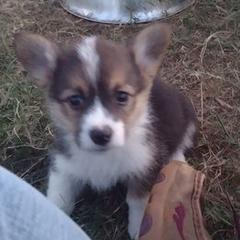 Pembroke Welsh Corgis from Blackstock Farms