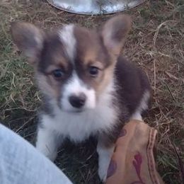 Pembroke Welsh Corgis from Blackstock Farms