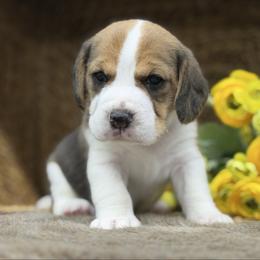 AKC Nellie - Black tan and white female Beagle puppy in Chillicothe, Missouri from Tymber Lake Beagles