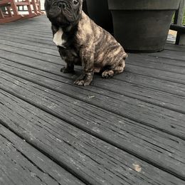 French Bulldog Puppies from Bleu Rock French Bulldogs