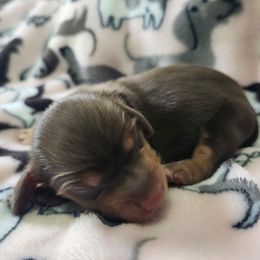 Francesca - No Collar - Chocolate and tan female Dachshund puppy in Wisconsin from Poppy's Darling Dachshunds