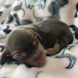 Francesca - No Collar - Chocolate and tan female Dachshund puppy in Wisconsin from Poppy's Darling Dachshunds