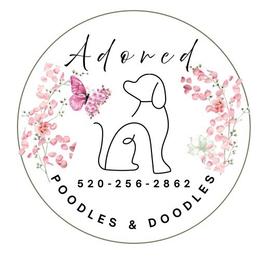 Stella - Red female Cavapoo puppy in Tucson, Arizona from Adored Poodle & Doodles