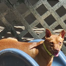 Mia - Miniature Pinscher