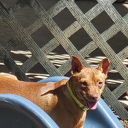 Mia - Miniature Pinscher