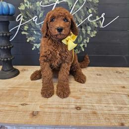 Yellow female - Red  female Goldendoodle puppy in Haughton, Louisiana from Bailey’s Cajun Canines