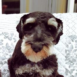 Jasper  - Miniature Schnauzer