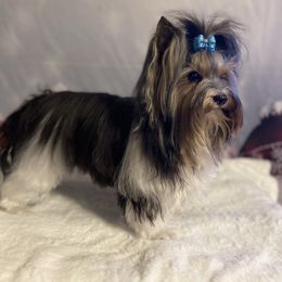 Toby - Biewer Terrier