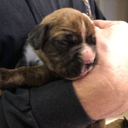 Boxer Puppies from Agape Boxers