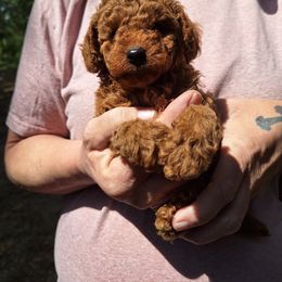 Poodle Puppies from Miller Poodles