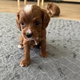 Huck - Red male Cavapoo puppy in Glendale, Arizona from Dashing Dogs