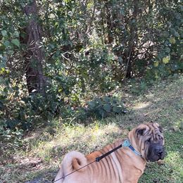 Chinese Shar-Pei Puppies from Sunspire Shar-Pei