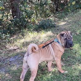 Chinese Shar-Pei Puppies from Sunspire Shar-Pei