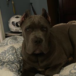 "Ace " Cane Corso Puppies from True Love Cane Corso