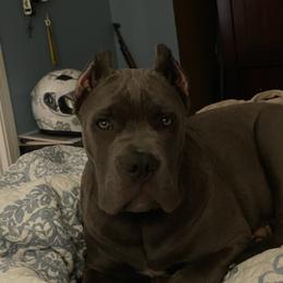 "Ace " Cane Corso Puppies from True Love Cane Corso