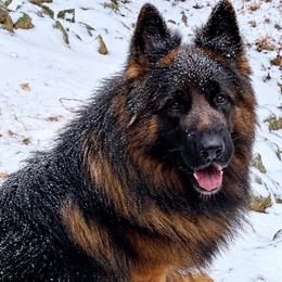 Ulric - Black and red male German Shepherd puppy in Charlotte, North Carolina from Zuflucht K9s
