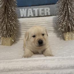 Orange Yellow Boy - Yellow male Labrador Retriever puppy in Angola, Indiana from Reniers Labrador Retrievers