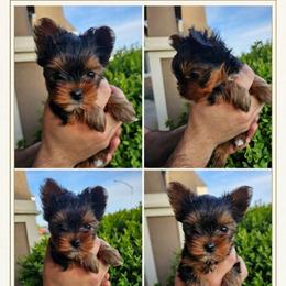 Rosaline aka Rosie - Black and tan female Yorkshire Terrier puppy in Moses Lake, Washington from Harmony Hills Yorkies
