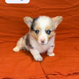 George - Blue merle and white male American Corgi puppy in Midland, Texas from Desert Darlin’ Corgis