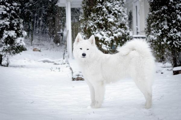 A Samoyed stands in the snow