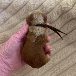 Brown Girl - Caramel female Australian Labradoodle puppy in Syracuse, Indiana from The Doodle Cove