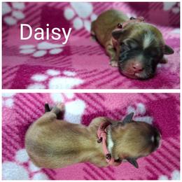 Daisy - Red gold female Lhasa Apso puppy in Cincinnati, Ohio from Shangri-La Lhasa Apsos