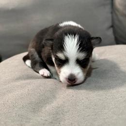 3rd born and female puppy - Black and white female Pomsky puppy in West Sacramento, California from Pinkie's Pomskies
