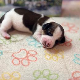 AKC Male 2600 - Red male Dachshund puppy in Summerville, South Carolina from Funk's Four-Legged Friends