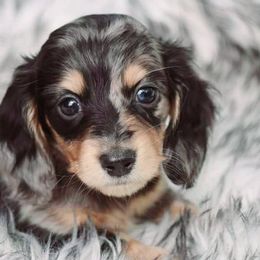 Dachshunds from DesForges Dachshunds.