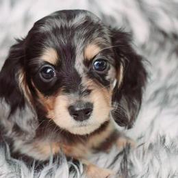 Dachshunds from DesForges Dachshunds.