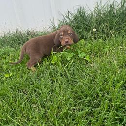 Boy 5 no white spot - Liver and tan male Bloodhound puppy in Tahlequah, Oklahoma from HNH Hounds