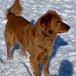 Ruby - Golden Retriever