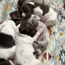 German Shorthaired Pointers from Bethlehem Farms