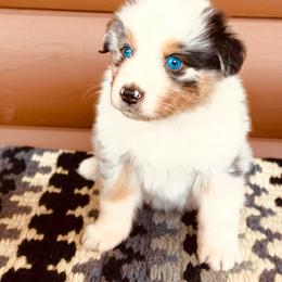 Romeo - Blue merle male Australian Shepherd puppy in Harrison, Arkansas from Von Struve Australian Shepherds