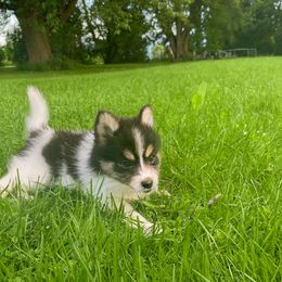 Pomsky Puppies from Rustic Pomskies