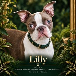 Lilly - Boston Terrier