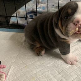 Bulldog and French Bulldog Puppies from Blues City Bulldogs